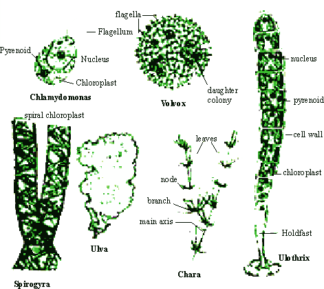 chlorophyta images