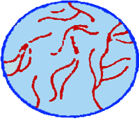 kingdom of archaebacteria