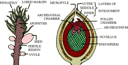 PinkMonkey.com Biology Study Guide - 15.2 Gymnosperms