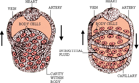 circulatory system pictures. Circulatory system Figure