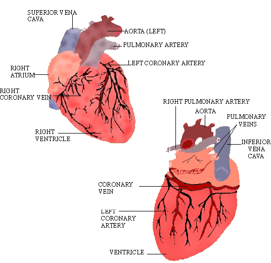 human heart diagram with labels. Human Heart Diagram With Labels. Dorsal View Human Heart; Dorsal View Human Heart. maflynn. Apr 1, 05:43 AM