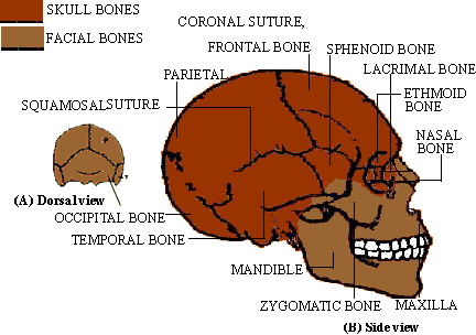 sutures in skull. the other skull bones are