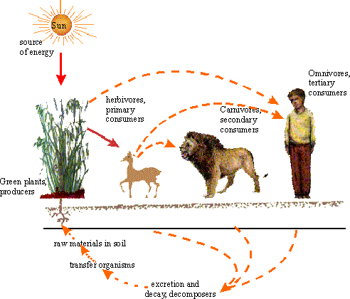 Flower Picture Guide on 25 2 Interaction Between Biotic And Abiotic Factors