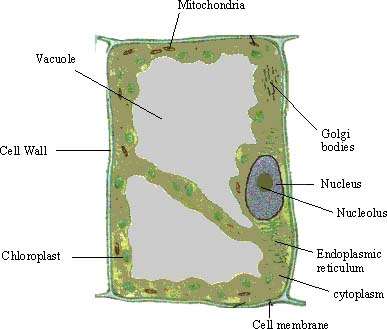 Animal Cell Labeled Project. animal cell diagram for kids
