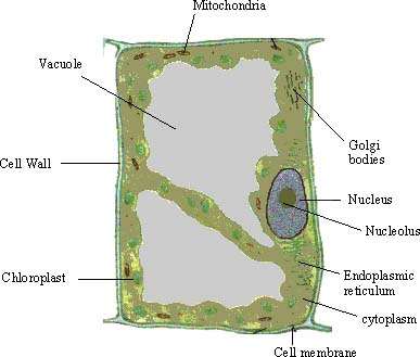 an animal cell - walgreens printable pharmacy coupon animal cell /plant an animal cell - walgreens printable pharmacy coupon animal cell /plant