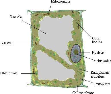 animal cell diagram for kids labeled. animal cell diagram for kids