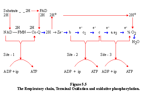 electron transport chain. electron transport system