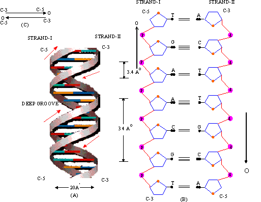 Figure 8.4. Structure of DNA (Watson and Crick model) (A) DNA double helix.
